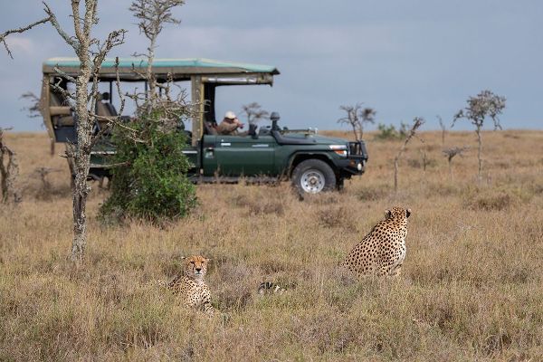 Hopkins, Cindy Miller 아티스트의 Africa-Kenya-Ol Pejeta Conservancy-Safari jeep with male cheetahs-endangered species작품입니다.